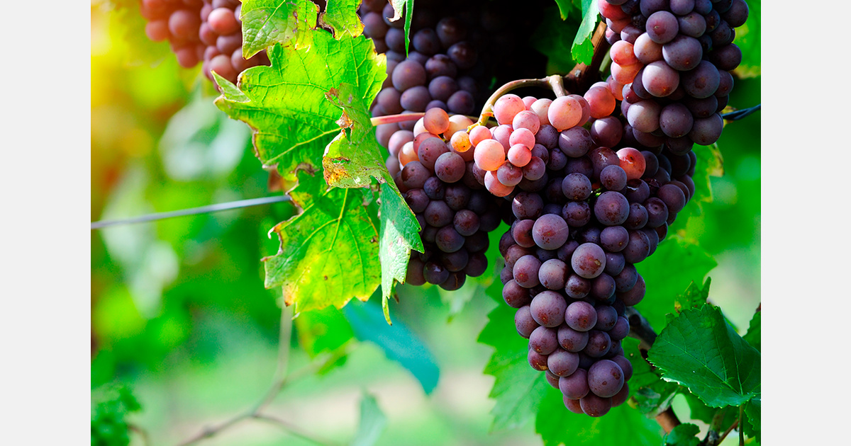 Armenia revises loan guarantees for 2025 grape purchases